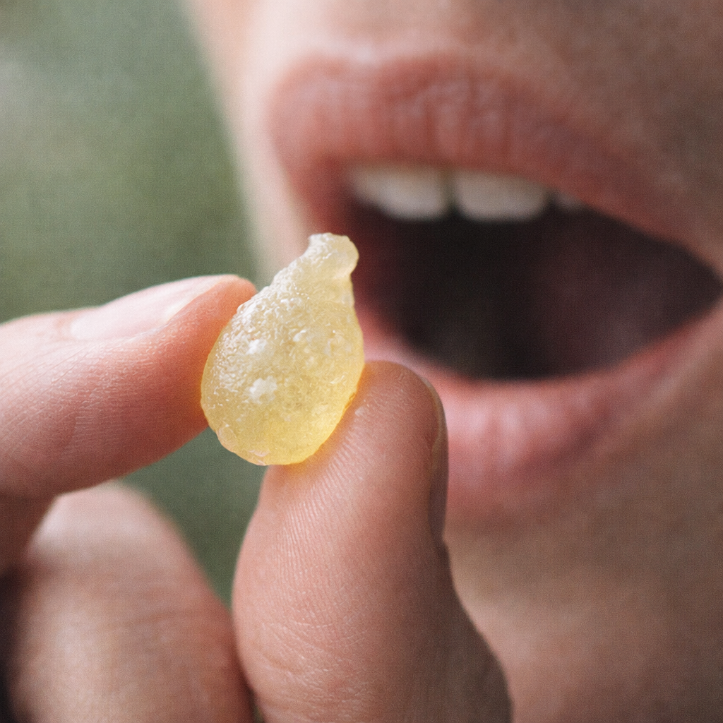 Eine Hand hält ein kleines, tropfenförmiges Stück hellgelbes Akgünlük-Harz (Indischer Weihrauch) zum Kauen bereit.