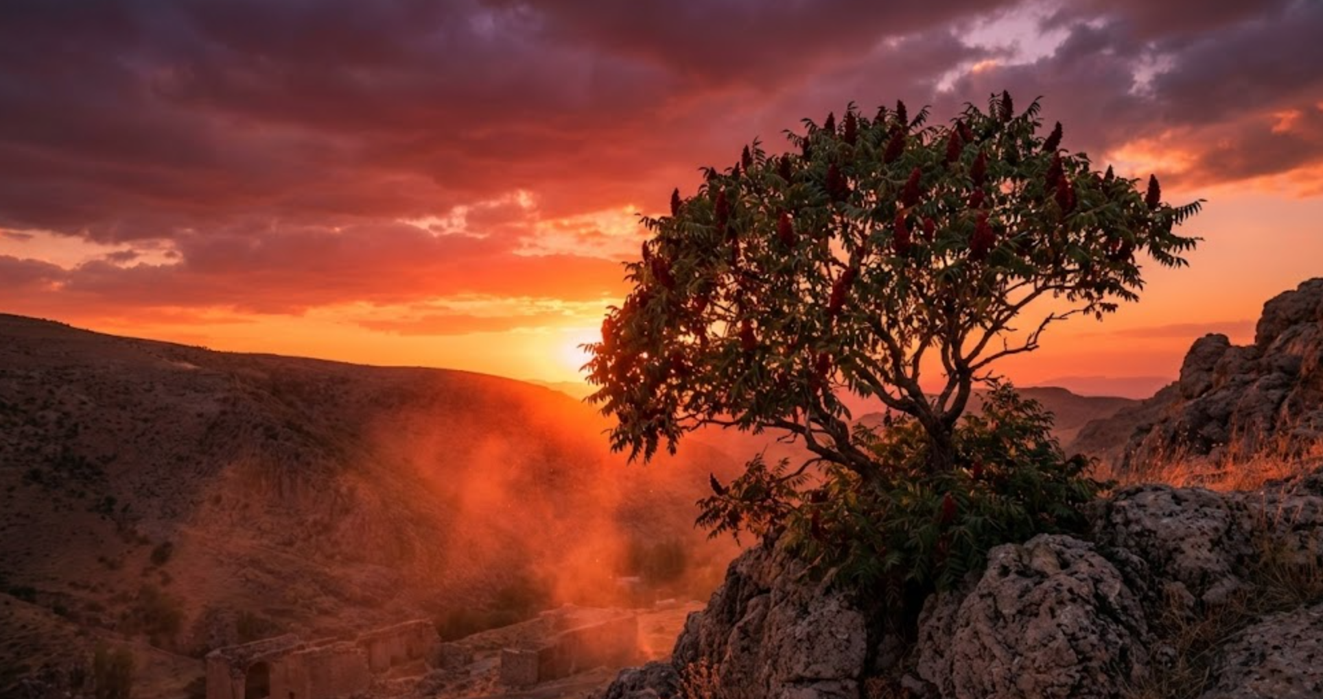 Der Gewürz-Sumach (Sumak) in seiner anatolischen Heimat: Ein zeitloses Symbol für antioxidative Kraft und Schutz unter der Sonne Mesopotamiens.